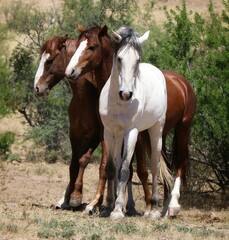 Obraz premium Wild Horses in Arizona 