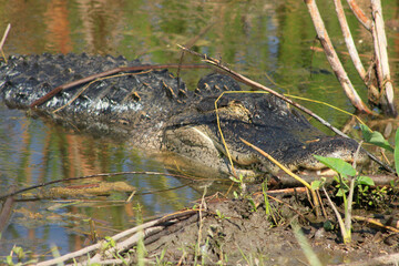 Sleepy Alligator