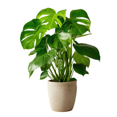 Monstera Plant With Lush Green Leaves Isolated On White