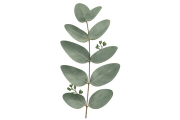 Fototapeta premium Eucalyptus branch with green leaves and small buds isolated on transparent background, perfect for graphic design projects