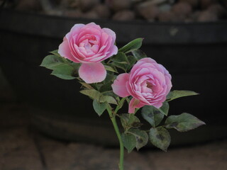 O rosa da rosa.