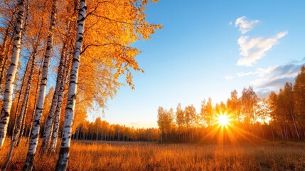Golden rays warm the autumn forest under a bright morning sky