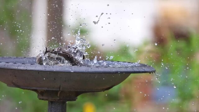 Mocking bird bathing splashing in a birdbath soak. 