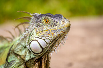Fototapeta premium Green Iguana Close-Up Showing Scales and Texture, Florida Wildlife