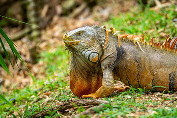 Wild Green Iguana Eats Blossom. Symbol of Invasive Species Problem in Florida