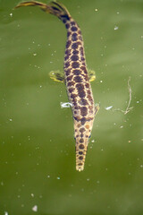 Spotted Gar Swimming Underwater in Everglades National Park