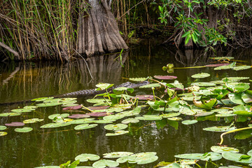 American Alligator Swimming in Everglades National Park
