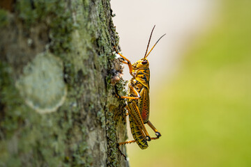Lubber Grasshopper on Tree Bark in Everglades National Park