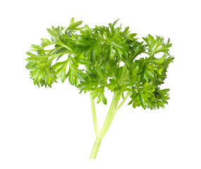 Sprig of fresh parsley isolated on white