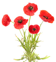 Bright red poppy flowers on white background. Meadow plant