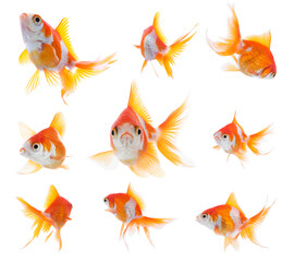 Beautiful bright goldfish on white background, collage