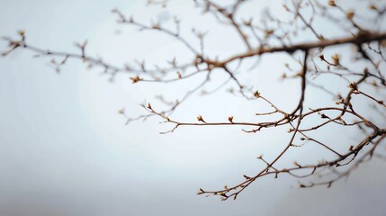 Bare tree branches with small buds against a pale, foggy sky, capturing an early spring or late winter atmosphere.