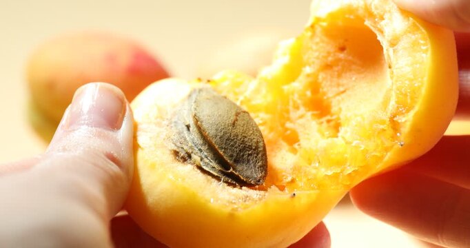 Woman splitting fresh apricot at table, closeup