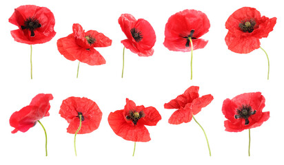 Obraz premium Red poppy flowers isolated on white, collage
