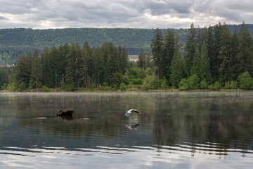 A Great Blue Heron Flying Over the Water at Kapowsin Lake in Washington State