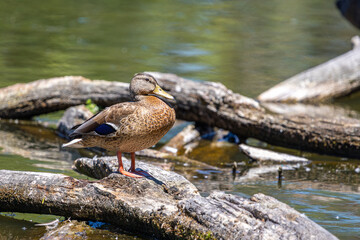 Female Mallard Duck on Log at Whitaker Ponds Nature Park, Portland, Oregon