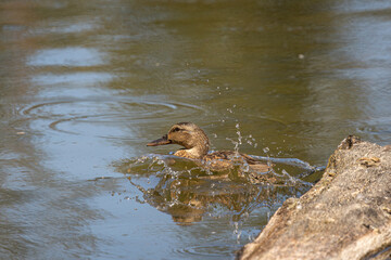 Young Duck Splashing Off Log at Whitaker Ponds Nature Park, Portland, Oregon