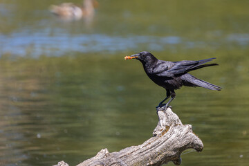Crow Holding Food on Log at Whitaker Ponds Nature Park, Portland, Oregon

