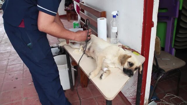 Perra siendo rasurada para entrar a un procedimiento de esterilizacion.
