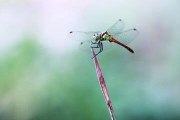 枝にとまるトンボ © eiiti aoki