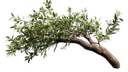 The resilient tree branches stretching towards the sun symbolizing growth and enduring beauty on transparent background