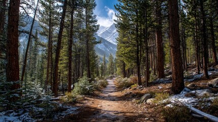 Obraz premium Scenic Mountain Trail Surrounded by Lush Green Pines and Majestic Peaks under a Bright Blue Sky in a Serene Nature Landscape