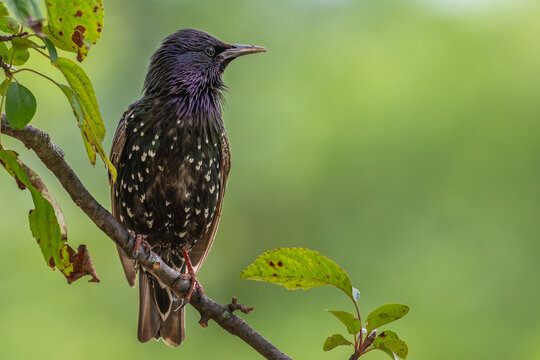 Portrait of a common starling perched on a branch.