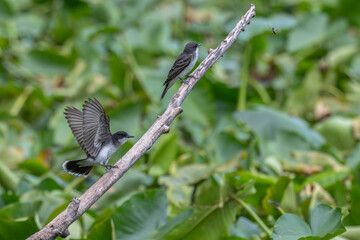 Eastern kingbird takes off after an insect, as another looks on.