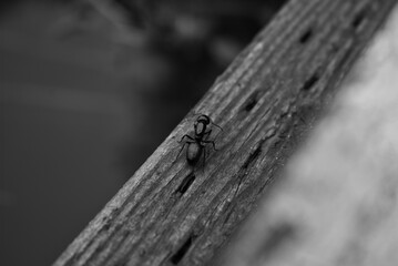 Siletz, Oregon  - USA - September 8th 2020 - Ant in focus on weathered wood in black and white