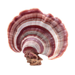 Vibrant Colorful Mushroom Displaying Intricate Textures