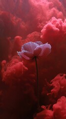 Fototapeta premium Purple poppy in crimson smoke
