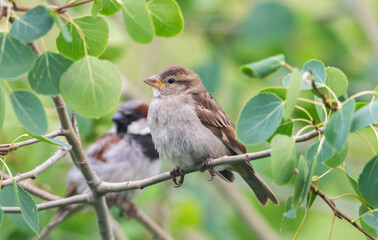 Fledgling house sparrow in tree