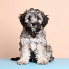 Fluffy Charm: Catalan Sheepdog Puppy Portraits, Generated image