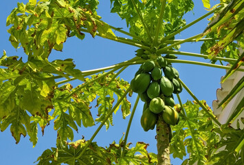 Papaya tree with growing fruits.