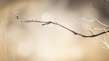 Dry branch with small twigs against a blurry beige bokeh background outdoors
