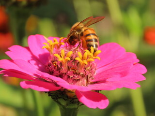 Closeup of a bee on a pink flower. Pink zinnia flower with a bee.