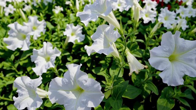 lush white petunia flowers blooming in a garden bed slow pan across fresh petals in spring sunshine ideal for botanical floral arrangement or nature themed content