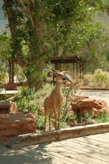 Wild deer at Zion national park utah visitor center