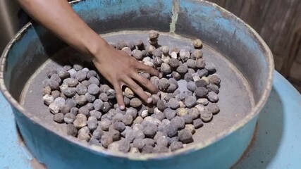 candlenuts are put into the machine to break the candlenut shells