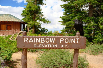Large black crow bird resting on rainbow point sign in bryce canyon national park utah in summer time