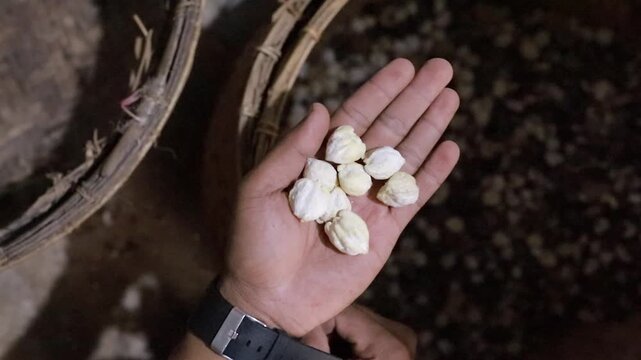 candlenuts that have been cracked from the shell