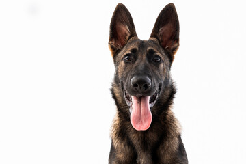 Happy German Shepherd Puppy with Tongue Out on White Background 