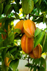 Carambola ripe in the garden. The star fruit grows on the tree among the leaves.