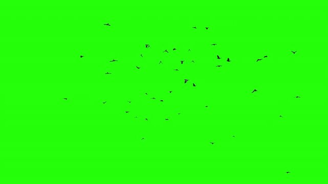Flock Of Birds On Green Screen.4K Animation. 3D Render