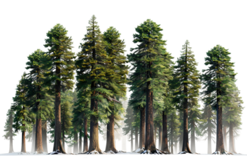 Tall Redwood Trees isolated on transparent background
