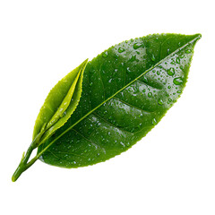 Close up of fresh green tea leaves with water droplets.
