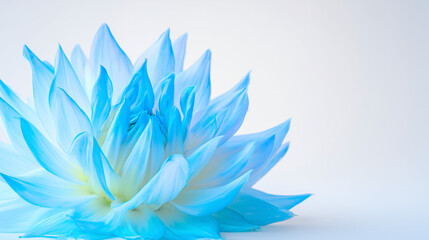 white lotus flower on blue