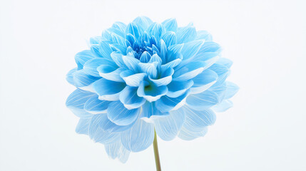 Obraz premium blue flower isolated on white background