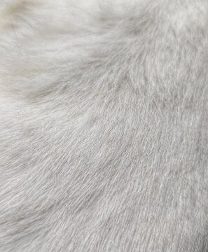 Close-up of soft, light-colored animal fur with smooth texture and natural flow.