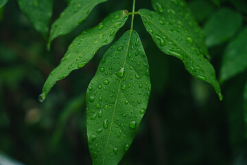 Close-up of fresh green leaves with water drops after rain